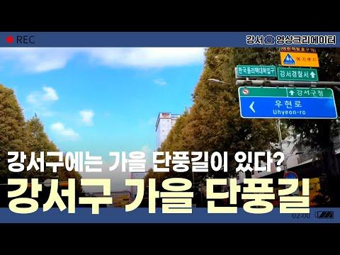 [나도 크리에이터🎥] 강서구 가을 단풍길 🌳 강서구에는 가을 단풍길이 있다?