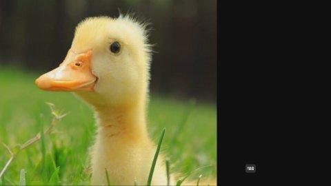 [씨나인★] 하나, 뚜, 뗏. 족장님 파이팅!!!! ( 피부과 이슈 버츄얼 )